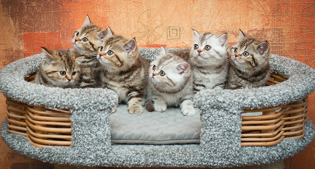 Чистопородные клубные британские котята из профессионального питомника британских кошек