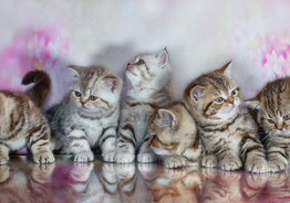 Чистопородные клубные британские котята из профессионального питомника британских кошек